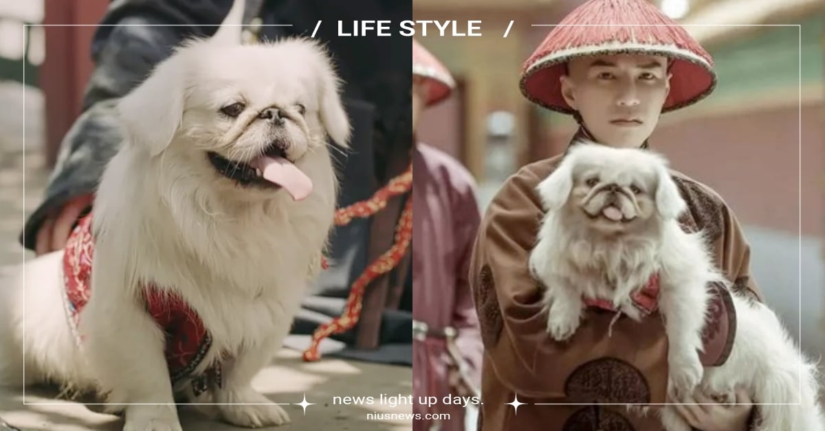 古代人也懂相狗！超有趣《相犬大全》狗狗毛色大公開，原來擁有捲尾巴會旺家！ 相犬大全、相犬經、古代人養狗、古代狗狗、毛色