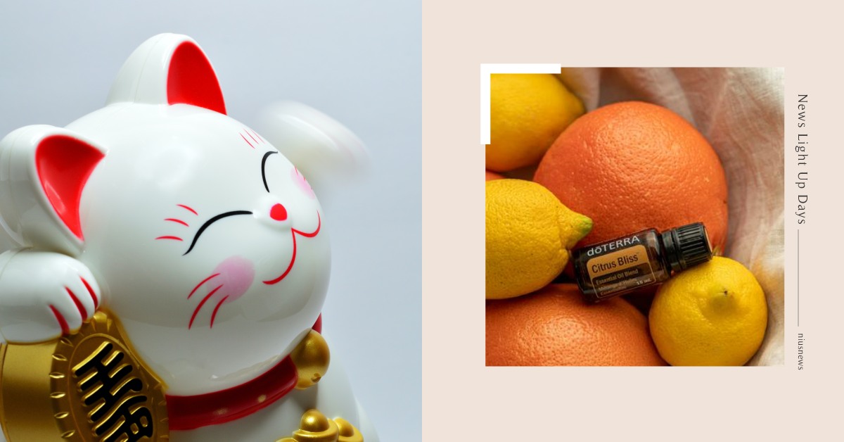 兔年最強開運＆招財「精油配方」！年前大掃除加一味淨化除穢，過年迎財神人緣大爆發 過年、財運、野菊、精油、開運