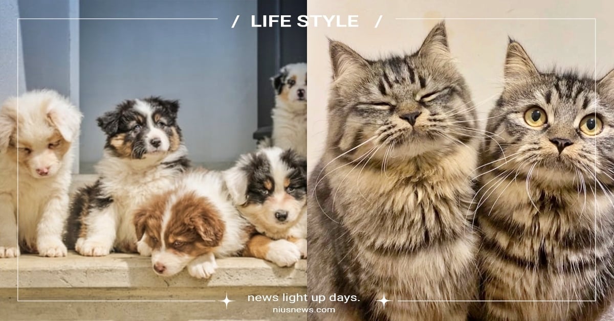 貓派崛起！全台家貓增加數目「比汪星人多20倍」，南投這地方榮登「貓老大區」！ 最愛養毛小孩縣市、寵物登記、寵物報戶口、寵登歸戶統計地圖、寵物登記管理資訊網、寵物新聞、寵物趣聞、貓、狗