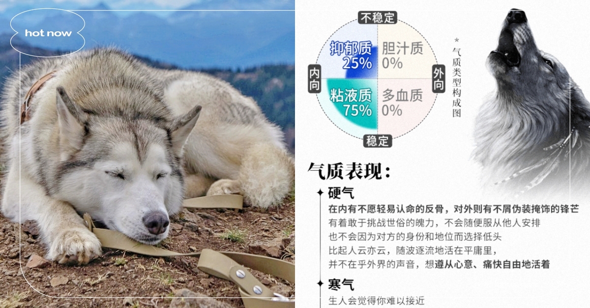 心理測驗「你的動物氣質類型」？8題測出內心深處的動物，精準解析你的隱藏性格！ 你的動物氣質類型、寵物圈圈、動物、心理測驗、動物心理測驗、真實性格解析、隱藏性格、個性特質、萌寵、可愛動物