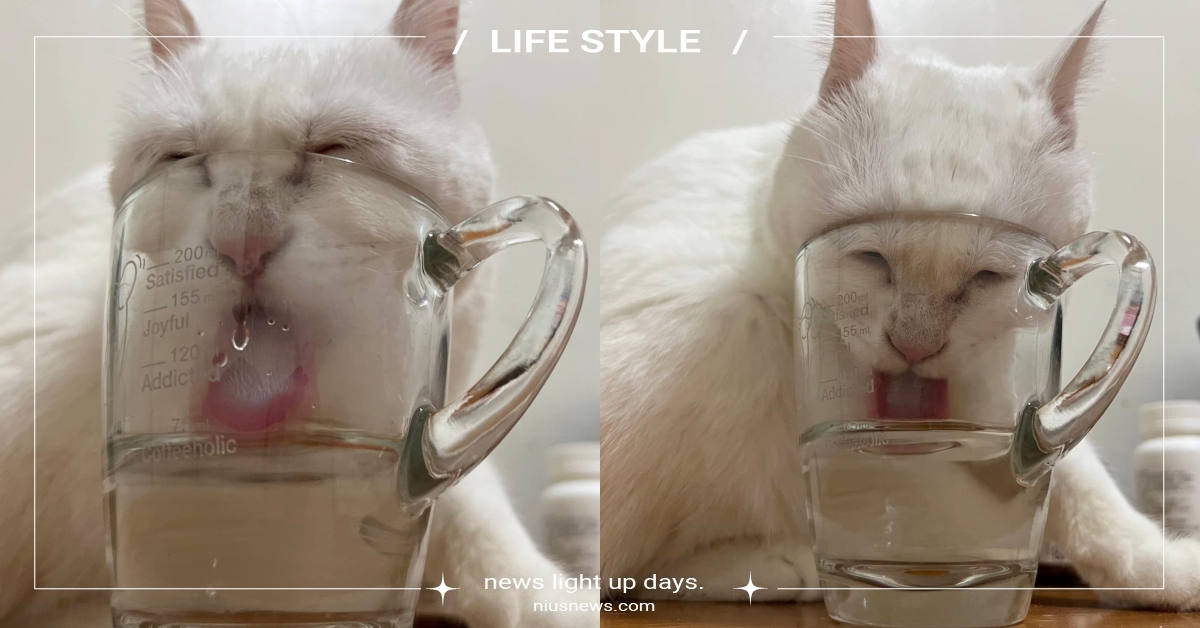 拍攝者不救？白貓搶喝馬克杯水「臉擠到變形」翻白眼吐舌，網笑翻：絲襪套頭 白貓、米克斯貓咪、寵物新聞、網友熱議、可愛、療癒、搞笑、絲襪套頭、寵物、動物、萌寵