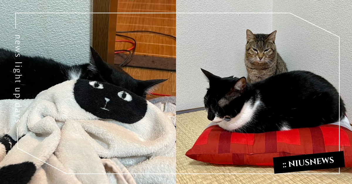 你永遠叫不醒一隻裝醒的貓！萌喵「和棉被完美融合」計劃通網笑：根本是開工日的me～ 你永遠叫不醒一隻裝醒的貓、賓士貓、米克斯貓咪、可愛寵物、萌寵