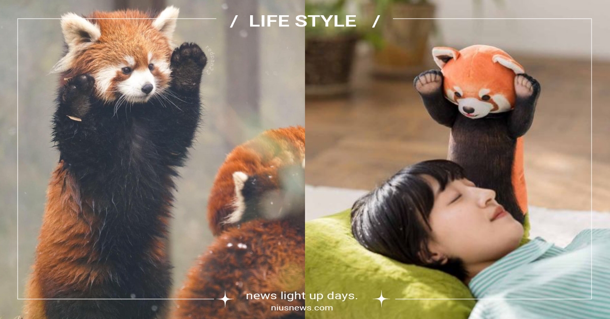 太陽曬屁股了！日本推出「小熊貓早安抱枕」站床邊威脅自己起床：再賴床就嚇你喔～ felissimo、You+More!、小熊貓抱枕、威脅自己起床、小熊貓玩偶、娃娃、可愛動物、居家生活、日本小物