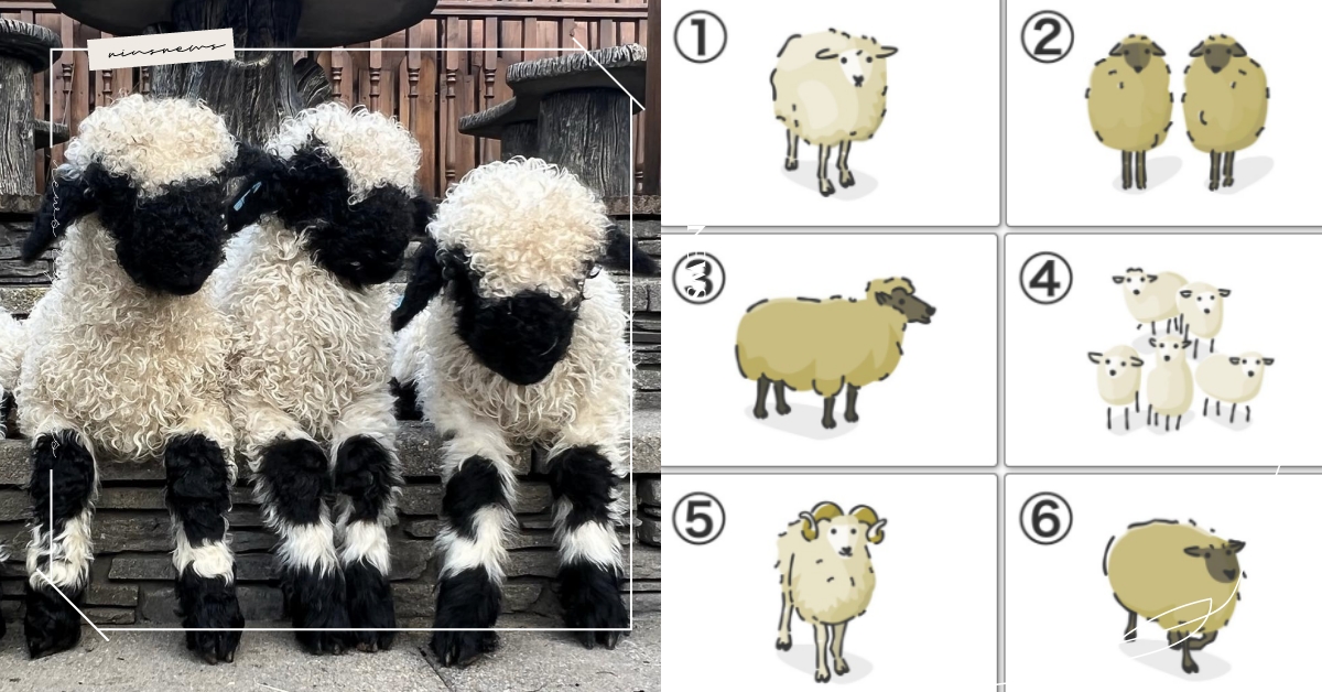 心理測驗「你的人際關係充實度」？憑直覺選一隻綿羊，測出你目前的人際關係指數！ 寵物圈圈、動物、心理測驗、動物心理測驗、綿羊、人際關係、真實性格解析、隱藏性格、個性特質、可愛動物、毛孩、萌寵