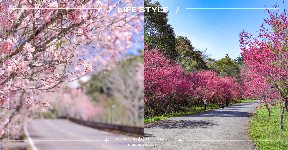 2023日月潭5大賞櫻秘境景點推薦！「香茶巷」賞櫻大道，涵碧樓推花見六感體驗 櫻花季、日月潭櫻花季、日月潭纜車站、石佛公園、舊省道台21線、魚池鄉香茶巷、暨南大學、日月潭涵碧樓