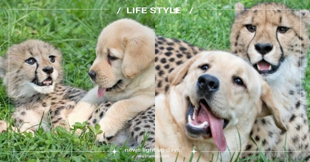 天生就社恐！獵豹寶寶太害羞「動物園派出狗狗」融化牠心房，長大後大貓也變蠢萌！ 獵豹、社恐、狗、邊緣人、單身、脫單、獵豹和狗一起養、寵物治療、寵物新聞、可愛、療癒、大貓、草原動物