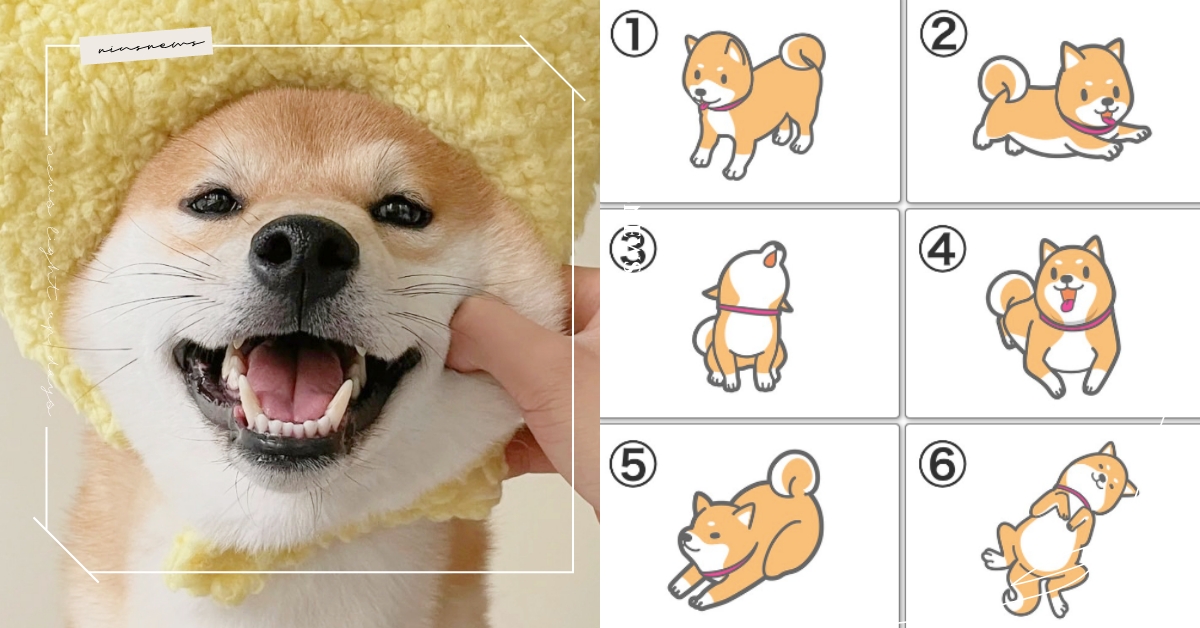 心理測驗「你的理想工作」？憑直覺選一隻柴犬，測出最適合你的工作方式！ 寵物圈圈、動物、心理測驗、動物心理測驗、柴犬、工作、職業、風格、方式、真實性格解析、隱藏性格、個性特質、可愛動物、毛孩、萌寵