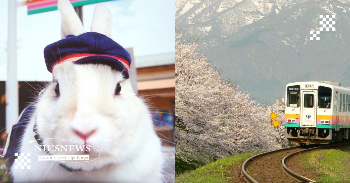 日本山形原本曾有「可愛兔子站長」？遊客朝聖撐過「廢線危機」，兔兔的現況是？ 日本、山形縣、鐵路、兔子、站長、動物站長、可愛、花長井線、宮內站、Mochii、兔子站長