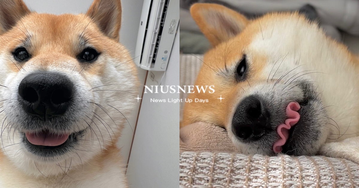 捲舌大師4ni？日本柴柴睡太爽「吐出小舌」扭成粉波浪，網爆笑：是偷吃火腿嗎 日本柴犬、吐舌、偷吃火腿、萌寵、推特熱議、可愛寵物、動物、寵物新聞、可愛、療癒、有趣