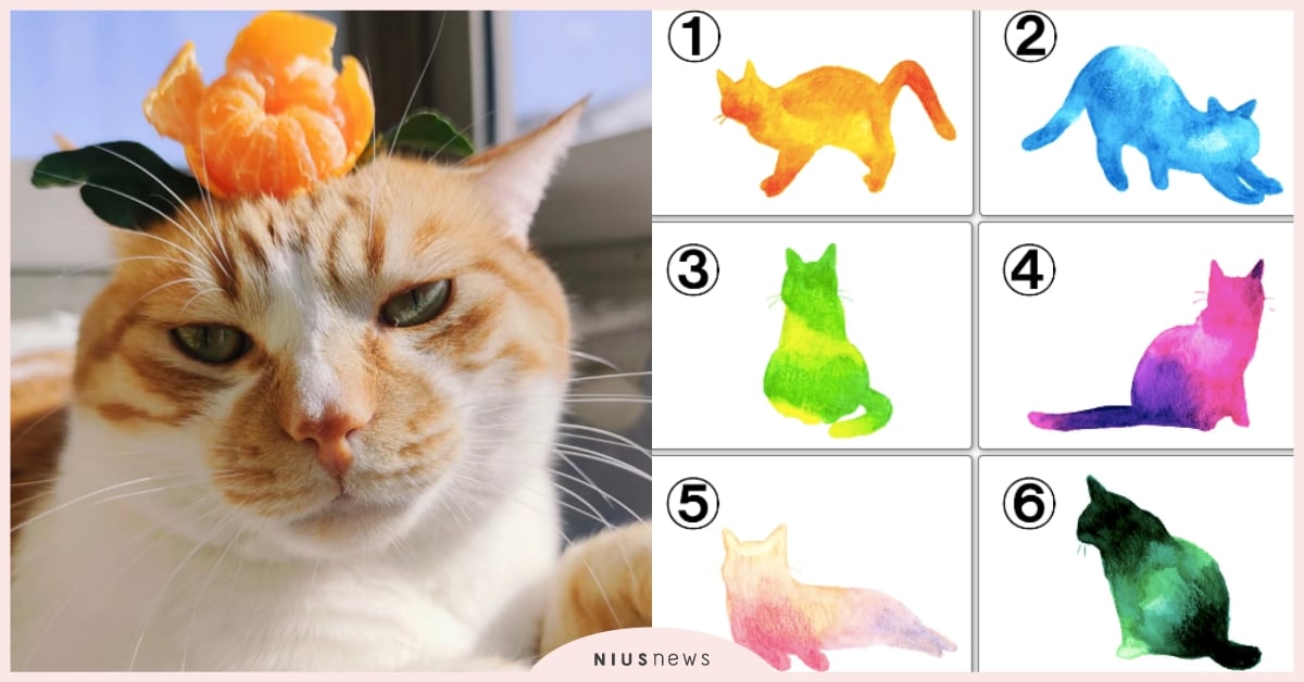 心理測驗「學生時代最難忘的地方」？憑直覺選一隻貓咪，測出隱藏在你內心深處的特質！ 寵物圈圈、動物、心理測驗、動物心理測驗、貓咪