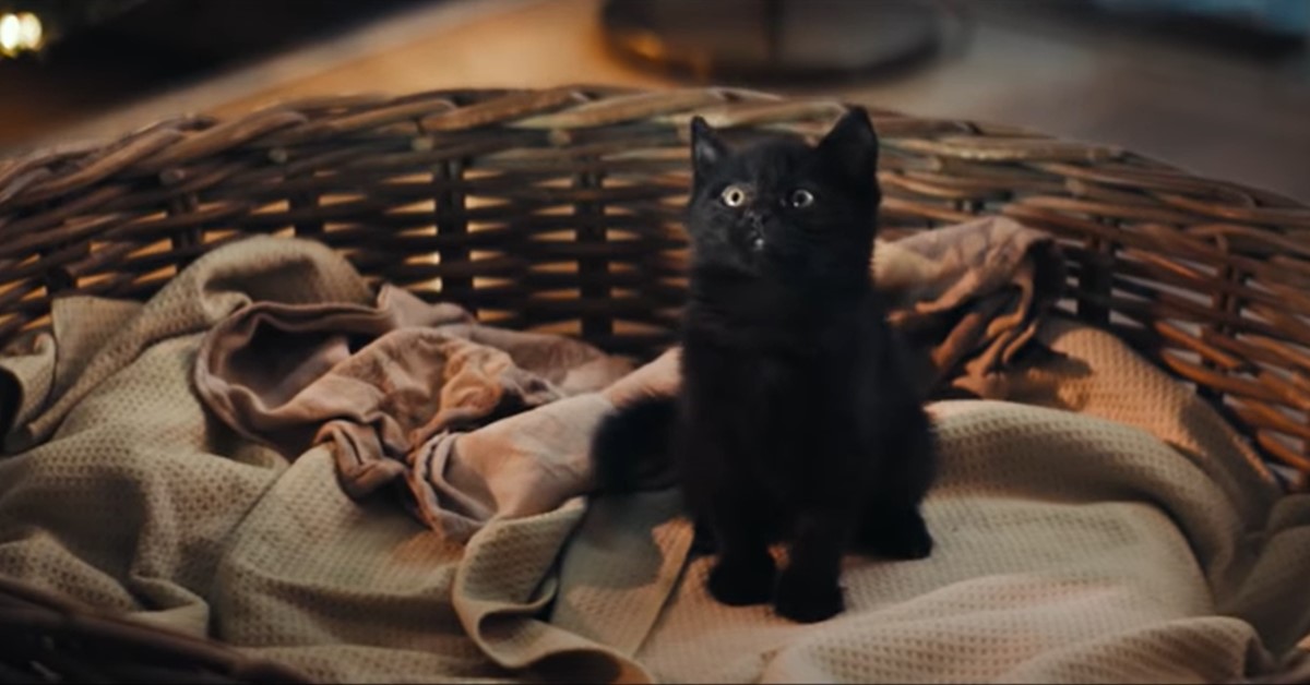 黑貓會觸霉頭？別再迷信了！ 