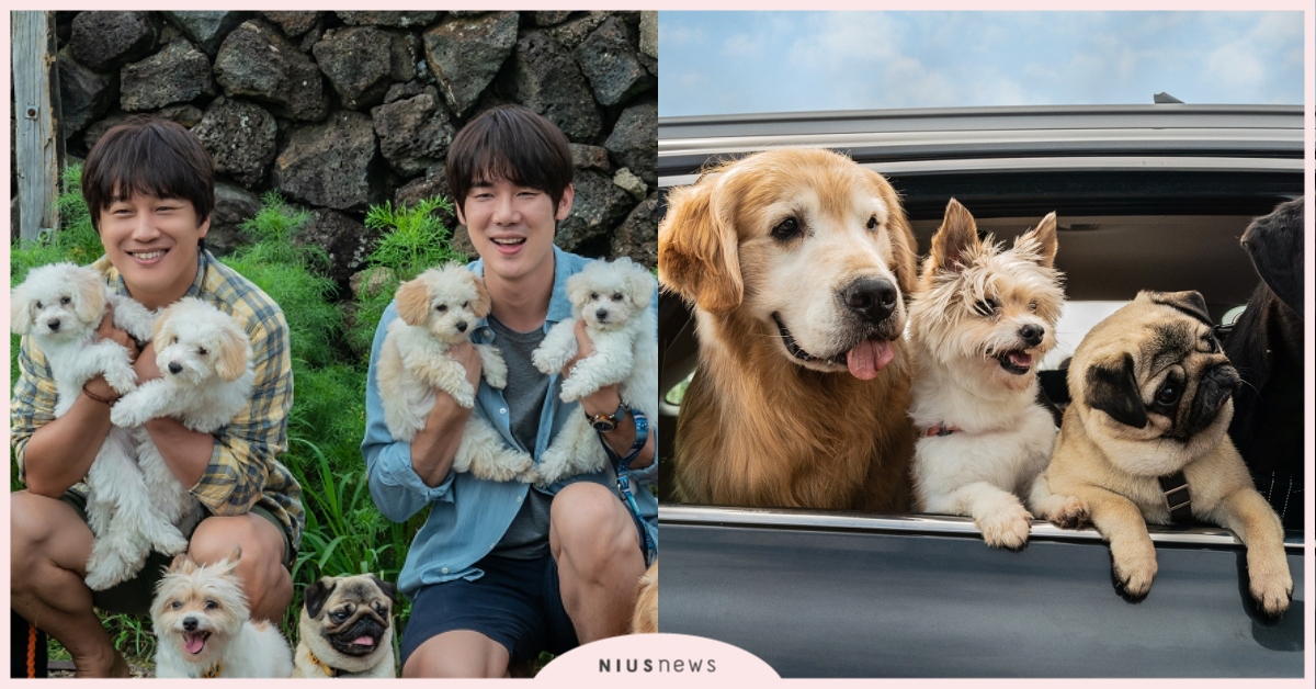 萌寵電影《超完美狗保姆》7大看點！柳演錫×車太鉉，與汪星人展開爆笑又感動的旅程 超完美狗保姆、柳演錫、車太鉉、韓國電影、韓國電影推薦、2023電影、汪星人、狗狗