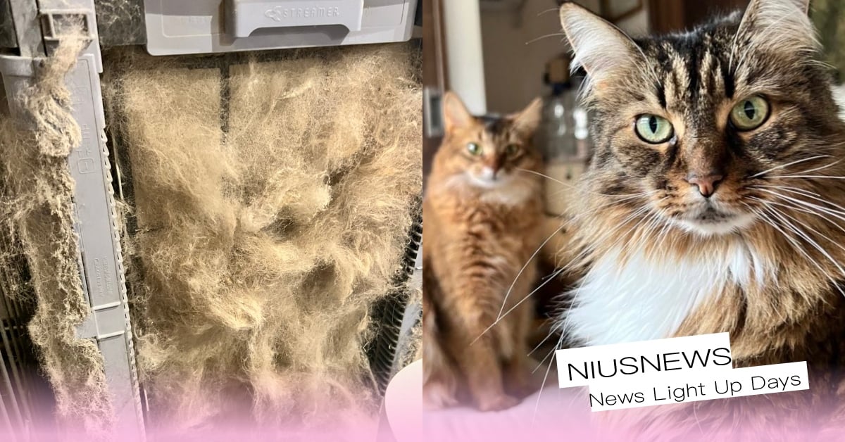 有點毛毛的！日本飼主家中空氣清淨機「大量爆毛中」，犯人真面目揭曉一臉呆萌：怪朕？ 空氣清淨機、炸毛、爆毛、貓咪、貓奴、鏟屎官、萌寵、可愛寵物、動物、推特熱議、有趣、可愛、寵物新聞