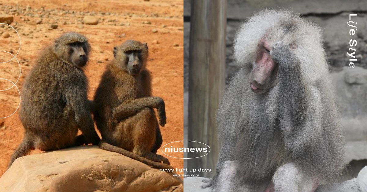 全台動物園「狒狒」大揭秘！桃園主角「東非狒狒」口鼻較長，六福村更擁有超過160隻 桃園、狒狒、東非狒狒、追狒、桃園市