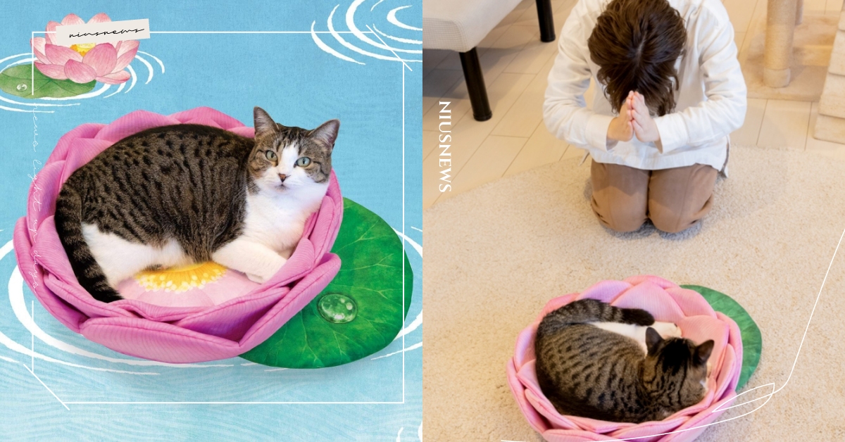 你信教嗎？日本推出「貓咪專用蓮花坐墊」隨時膜拜自家貓主子，重鑄貓咪聖教榮光！ felissimo、貓部、貓咪專用蓮花坐墊、寵物選品、貓咪聖教、寵物新聞、推特熱議、萌寵、可愛動物、貓奴、鏟屎官