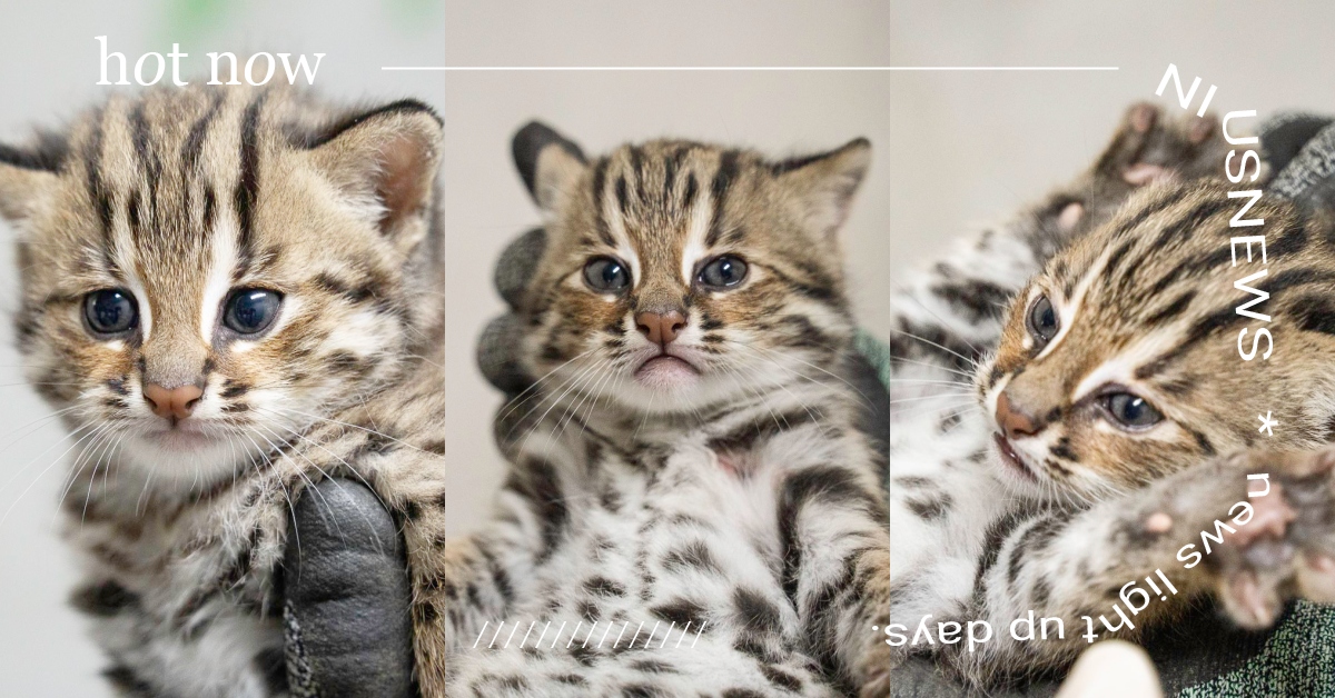 石虎寶寶滿月！取名為「捲心菜＆捲心酥」奧嘟嘟臉也可愛，網融化：有當迷因的潛力 臺北市立動物園、木柵動物園、石虎寶寶、捲心菜、捲心酥