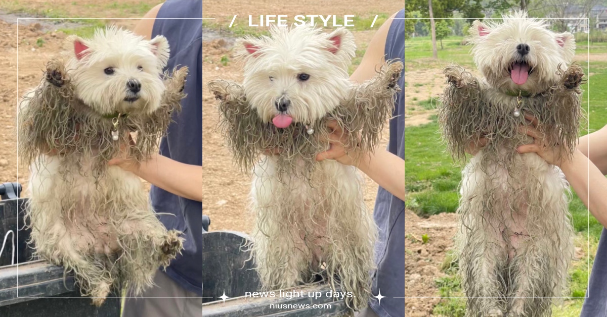 好潦草但是好快樂！調皮小狗「玩太嗨」渾身髒兮兮，網笑翻：從垃圾桶裡撿回來的？ 西高地白梗、髒兮兮、玩太嗨、垃圾桶、頑皮、調皮、寵物新聞、可愛動物、寵物、萌寵、小狗