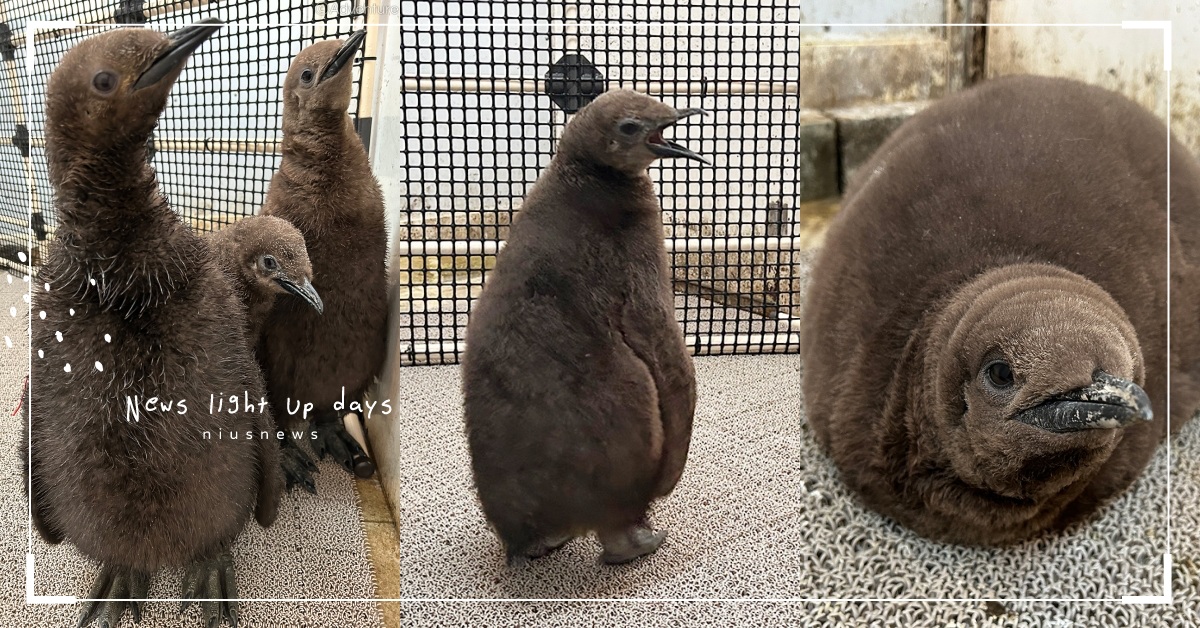 奇異果也有托兒所？國王企鵝寶寶集體換羽「撞臉奇異果」，圓滾滾呆萌模樣超療癒！ 國王企鵝寶寶、換羽、奇異果、日本動物園、冒險世界、可愛動物、推特熱議、寵物新聞
