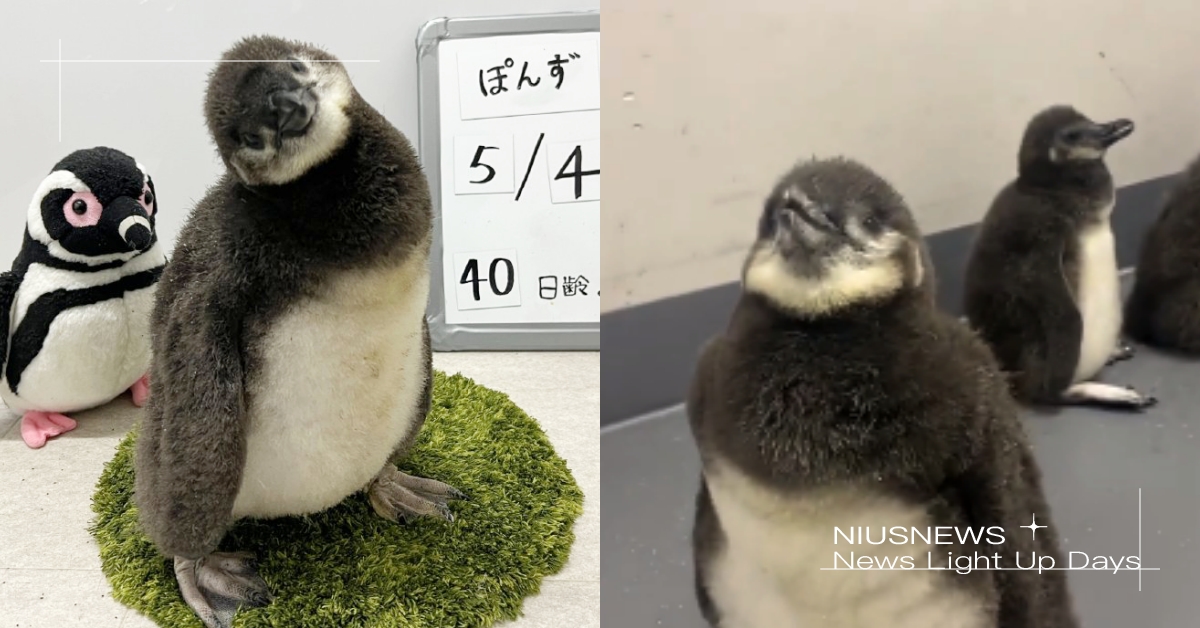 墨田水族館「麥哲倫企鵝寶寶」誕生！一歪頭嘴邊肉炸出來，渾圓身材療癒度滿分：超肥 日本墨田水族館、麥哲倫企鵝寶寶、可愛動物、療癒、動物新聞、推特熱議