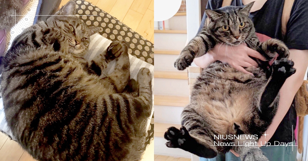 日本鏟屎官睡到一半「遭愛貓飛撲」肋骨裂開！曬兇手照無奈喊：這隻7公斤 人間兇器貓、寵物新聞、胖貓咪、虎斑貓、可愛寵物