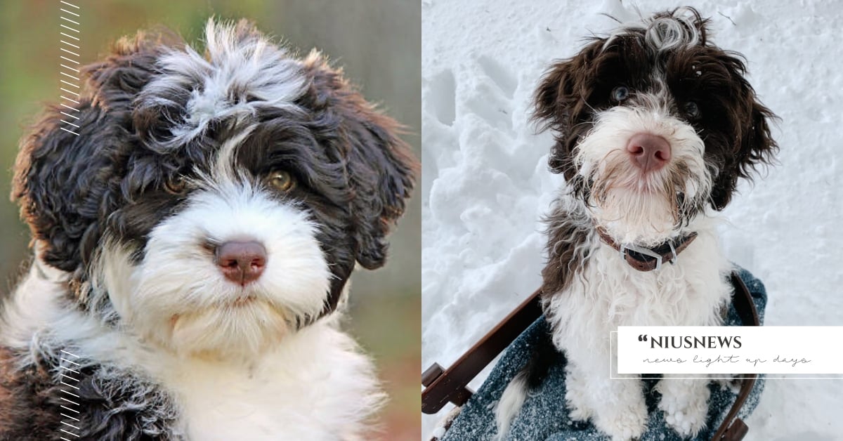 「葡萄牙水狗」5大特質＆冷知識！在船岸之間擔任狗狗快遞員，機智可愛的白宮第一狗 葡萄牙水狗、水狗經、Portuguese Water Dog、品種狗、狗狗冷知識、網紅狗、可愛寵物、寵物健康、品種狗介紹、狗狗介紹、寵物知識