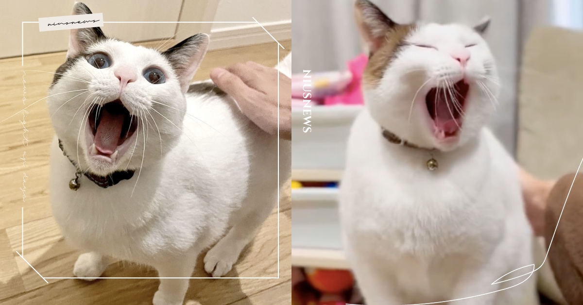 打呵欠被說好可愛！呆萌貓一愛睏「就跑到主人面前討誇」貓奴全讚爆：喵喵你好棒喔 打呵欠討誇貓、貓咪、推特熱議、可愛寵物、動物