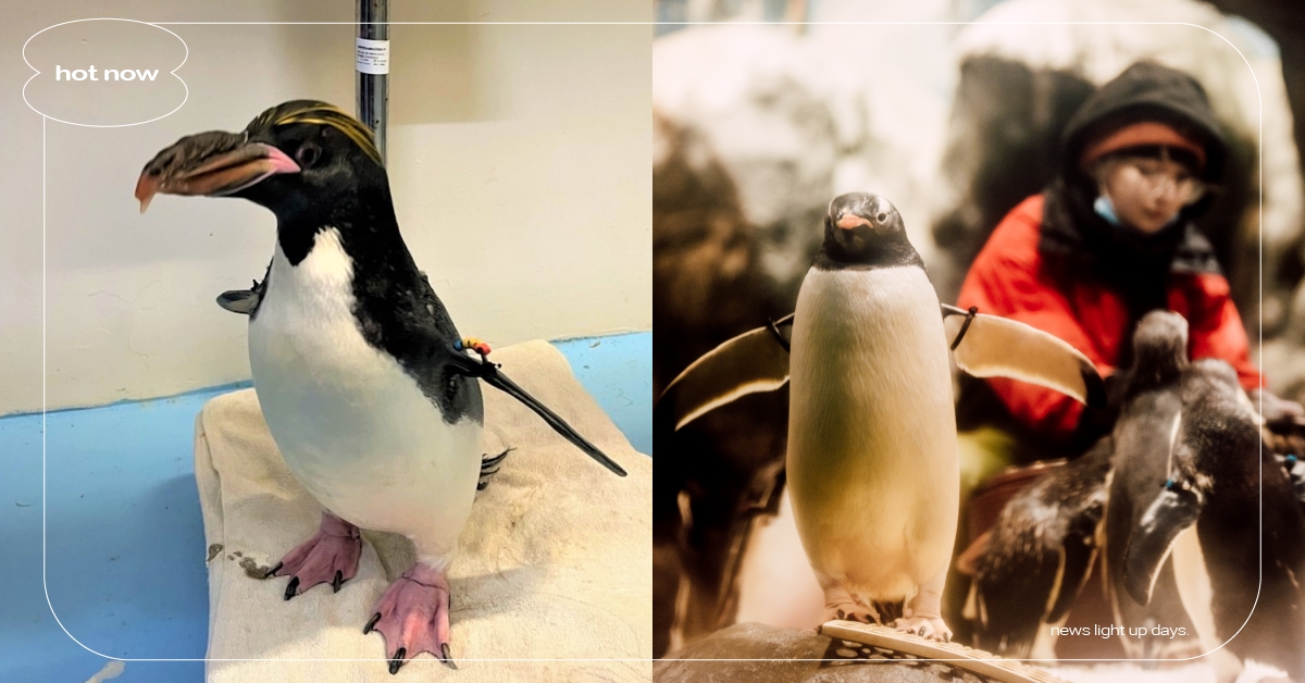 屏東海生館企鵝健康檢查中！馬可羅尼企鵝「肥美55身」可愛爆，厭世臉激似被迫上班 屏東海生館、企鵝健康檢查、寵物教養、可愛動物、萌寵、療癒、寵物知識
