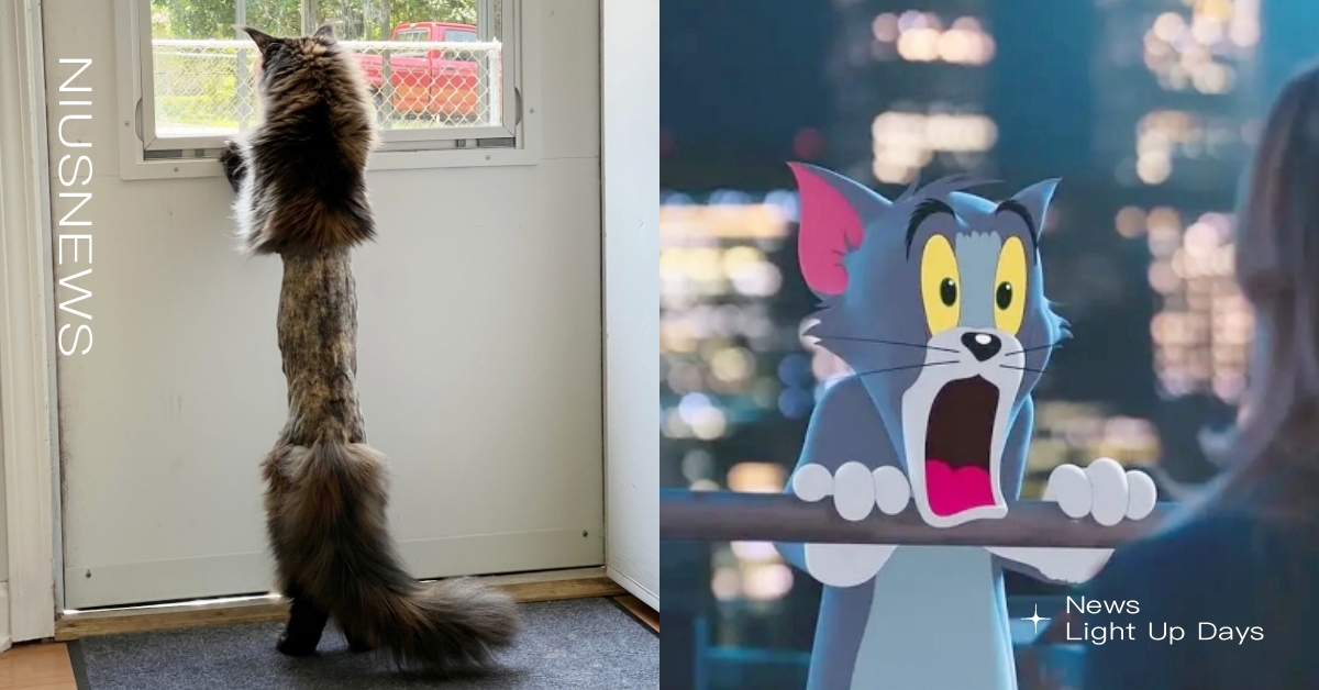 長毛貓生病被剃毛！身體中間「毛毛全消失」貓奴全看呆：是被啃一半的樹幹？ 長毛貓剃毛、reddit、寵物新聞、可愛動物、萌寵、貓奴、鏟屎官、有趣、搞笑、爆笑、後製P圖