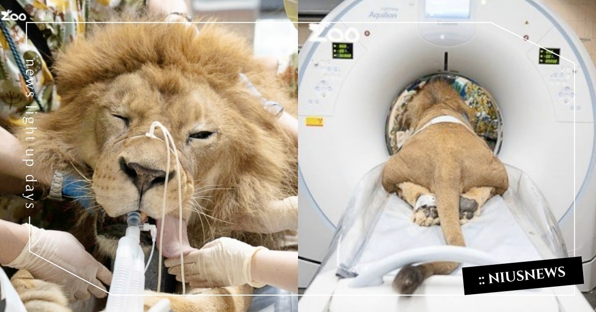 獅子王瞬間變大貓！北市動物園「非洲獅健檢」吐舌激萌，園方嘆：超愛獅吼功和躲貓貓！ 台北市立動物園、木柵動物園、非洲獅、健康檢查、大貓咪、可愛動物、動物新聞、可愛、療癒、搞笑