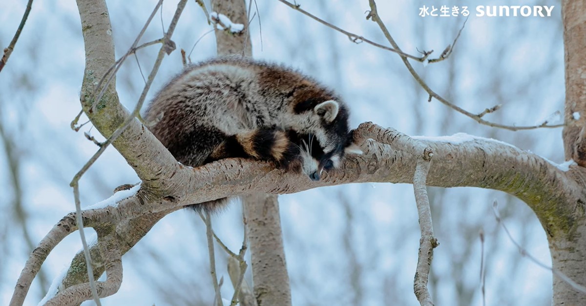 醒醒啊！起床時間到啦！ 提神、咖啡