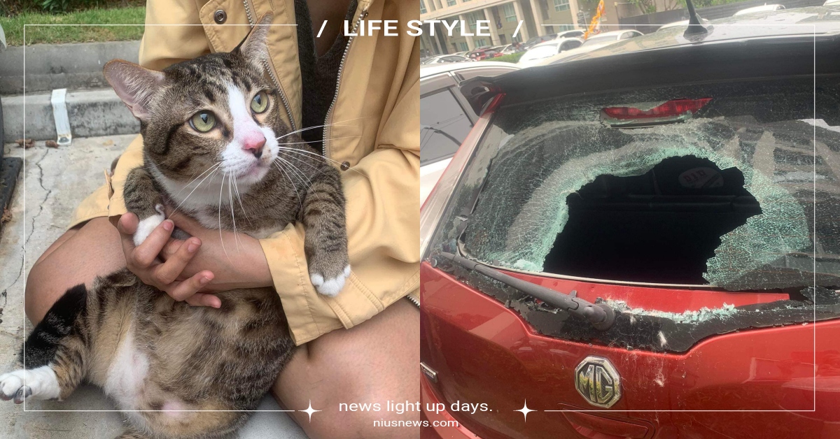 養肥千日用在一時！泰國胖貓意外墜樓「肥肉護體」僅受輕傷，受害車卻破了一個大洞！ 泰國寵物新聞、貓咪墜樓、胖貓、虎斑貓、萌寵