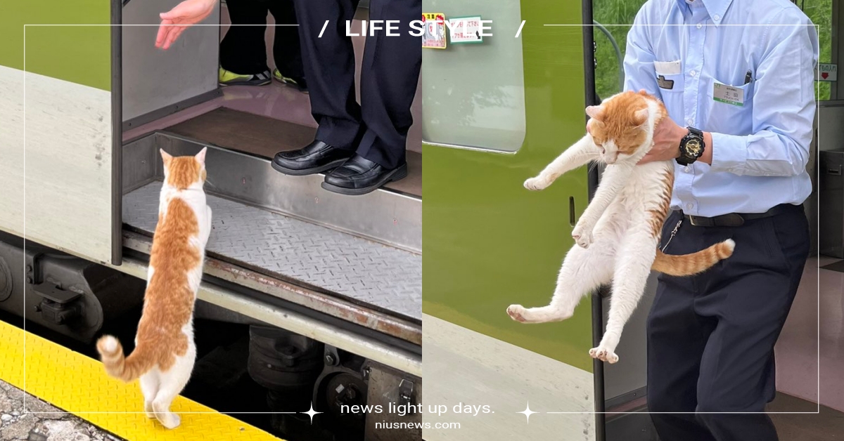 貓咪逃票被當眾捕獲！胖橘喵「想坐霸王車」害列車誤點，乘客笑：不是第一次！ 釜石線、貓咪乘客、霸王車、逃票、推特熱議