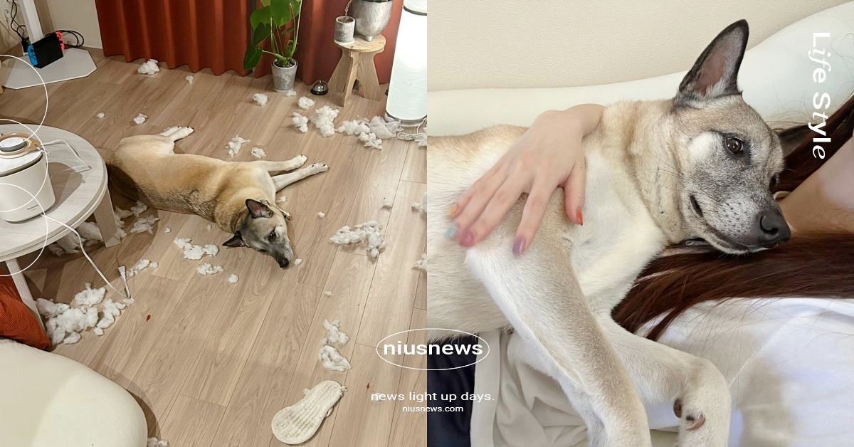 養狗的快樂一般人不會懂！萌汪凌晨三點「拆家刷存在感」，飼主苦笑PO文：真快樂 養狗的快樂、拆家、刷存在感、米克斯、推特熱議、有趣、可愛動物、萌寵、搞笑