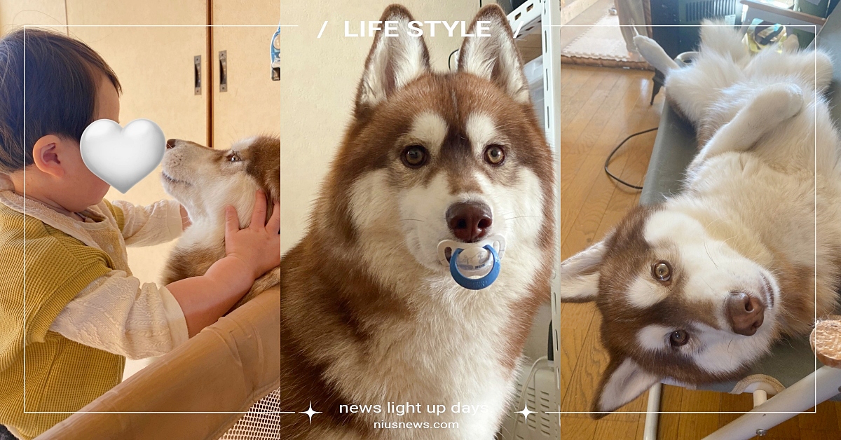 奶嘴被哈士奇接收了！二哈秒變「月月寶寶」資深狗奴揭真相：約等於45歲人類裝可愛！ 哈士奇、二哈、月月寶寶、奶嘴、推特熱議、寵物新聞、可愛動物、萌寵、狗