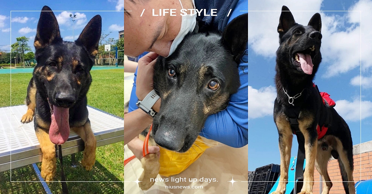 曾為救災跑破腳掌！桃園搜救犬「點點」正式退休，超帥氣德國狼犬燦笑找家：汪汪愛你～ 桃園k9搜救犬點點、德國狼犬、領養、認養、德國牧羊犬、工地主任、退役、退休、找家、寵物新聞、可愛動物、萌寵、狗