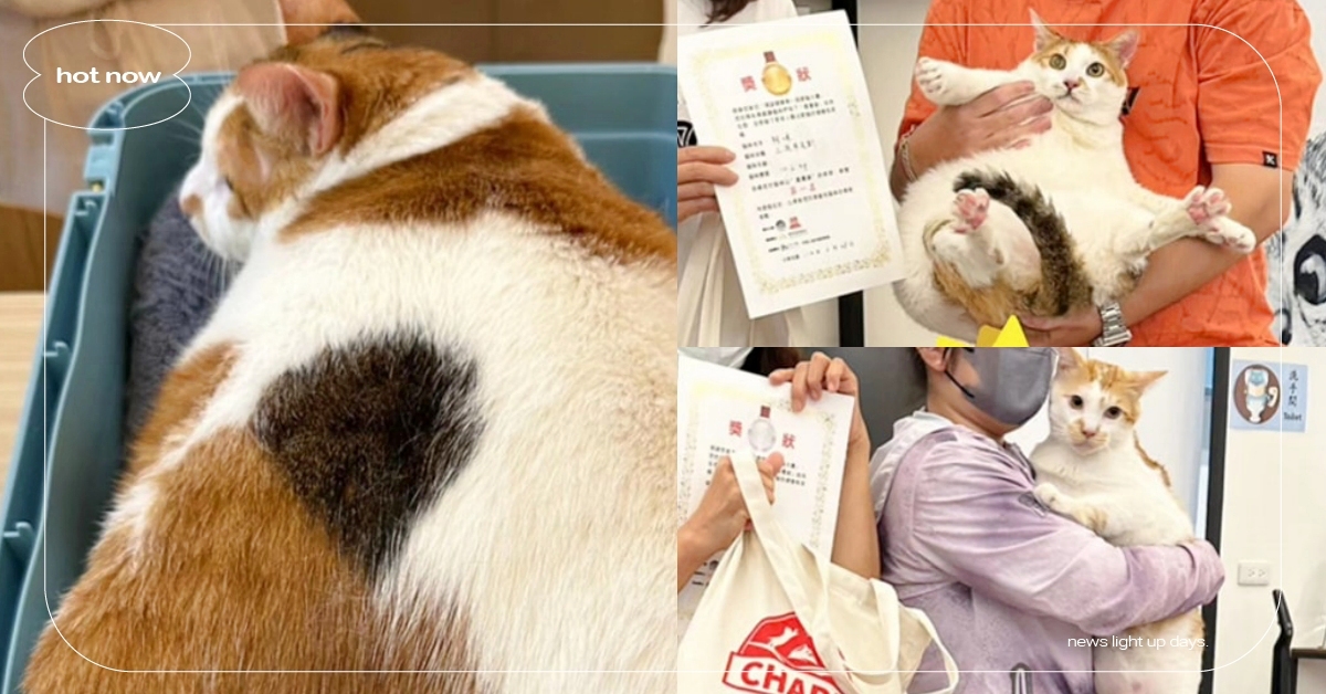 橘貓輸了！高雄舉辦 「肥貓大賽」10隻重量級貓貓角逐肥貓王寶座，冠軍貓咪是他 渴望健康肥貓大賽、高雄角落有貓餐廳、貓咪減重、寵物新聞、有趣、可愛、療癒、萌寵、動物、加拿大犬貓飼料代理商