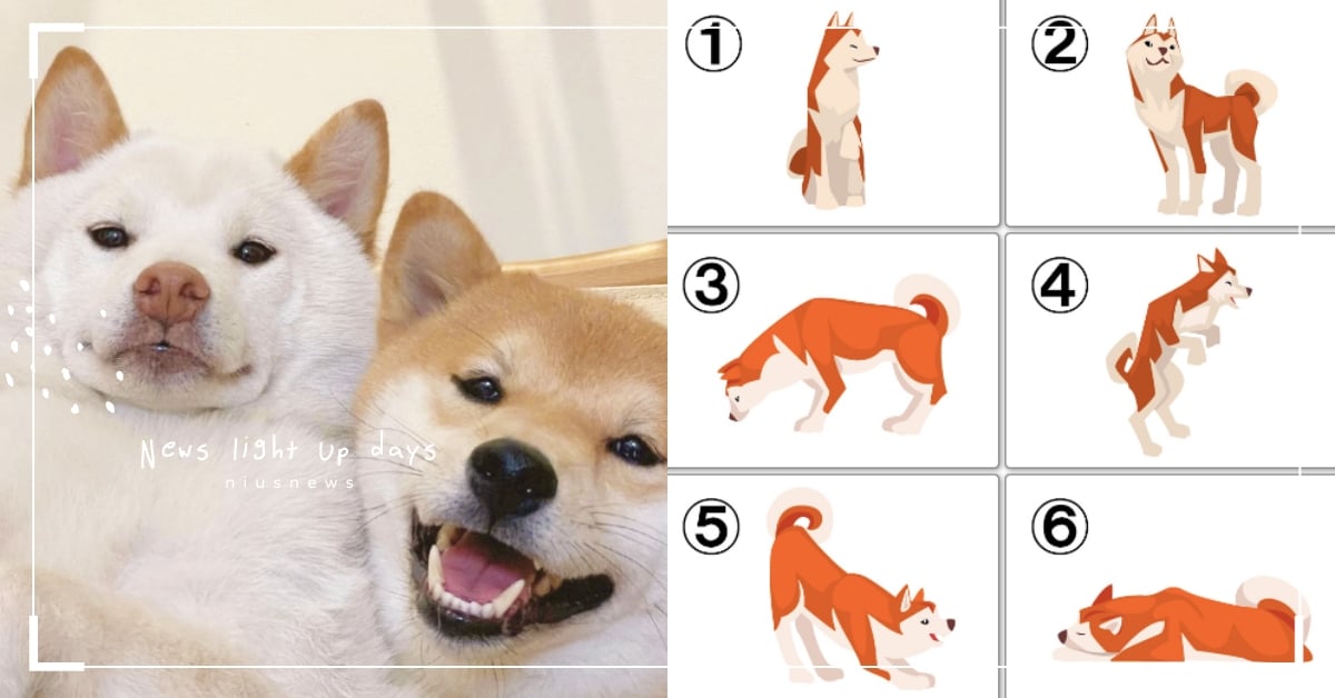 心理測驗「你內心最想聽到的讚美詞」？憑直覺選一隻柴犬，測出你最想被別人誇獎的地方 動物心理測驗、心測、柴犬、狗、人格、評價、真實性格解析、隱藏性格、個性特質、內心世界、可愛動物、毛孩、萌寵