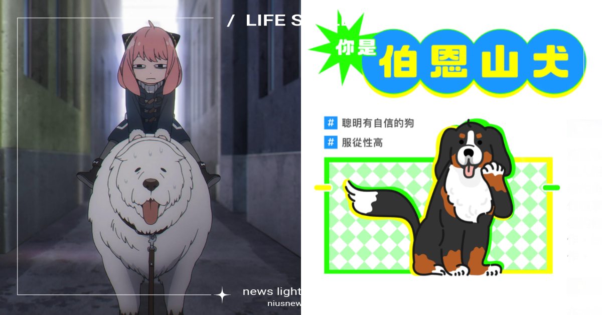 超萌社畜心理測驗「你是哪種狗」？吉娃娃有創意、牧羊犬嚴謹，8題分析出工作時的個性 心理測驗、你是哪種狗、打工探吉、104人力銀行、工作個性