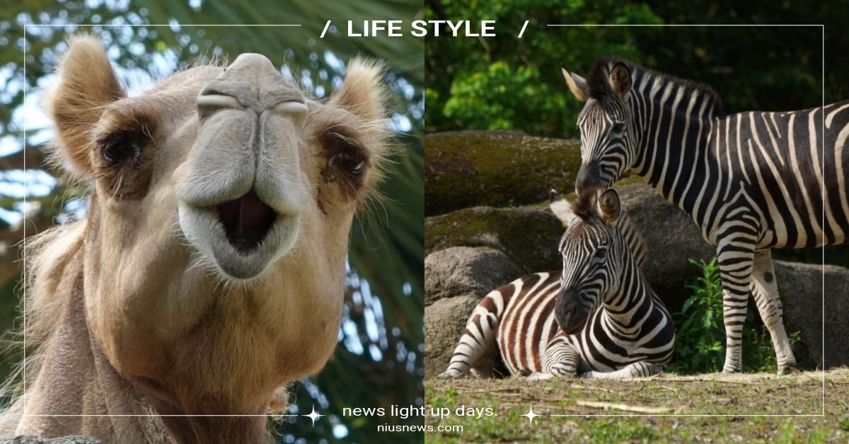 台北市立動物園舉辦「保育趣味路跑」！與貓熊、斑馬相伴，環園道路更是首次開放參觀 為野生動物保育而跑RUN FOR CONSERVATION、臺北市立動物園、台北市立動物園、臺北市體育總會、趣味路跑、黑熊、金剛猩猩、貓熊