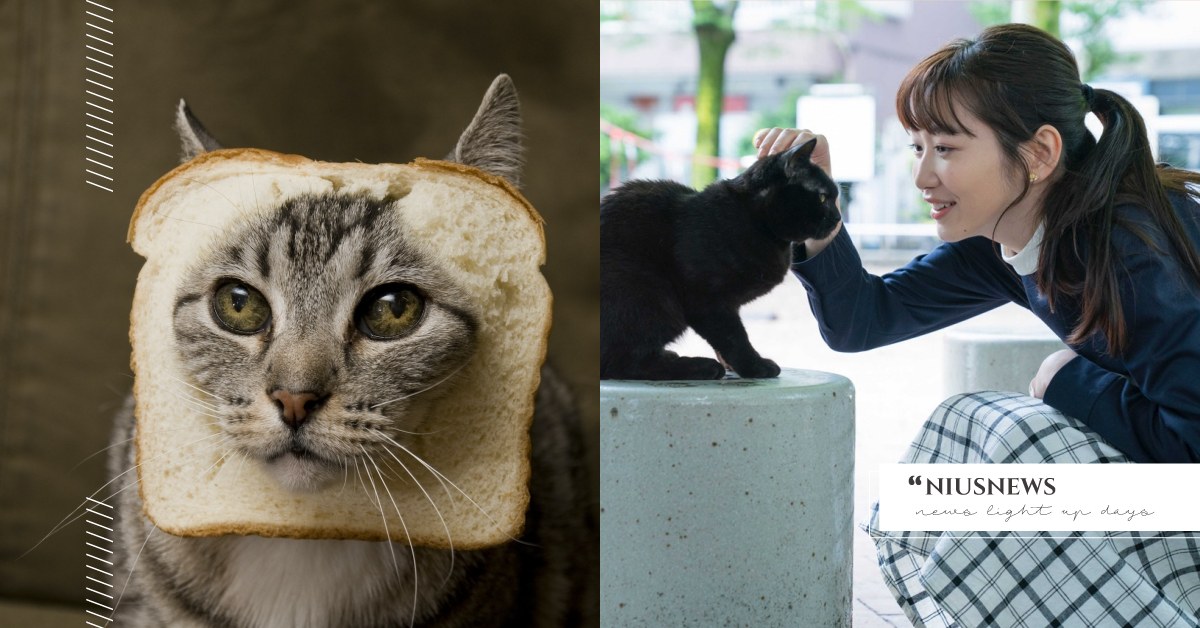 心理測驗「從貓叫聲看你的戀愛類型」？喵喵叫意義代表你在感情裡隱藏的一面 心理測驗、貓、寵物、貓叫聲、戀愛