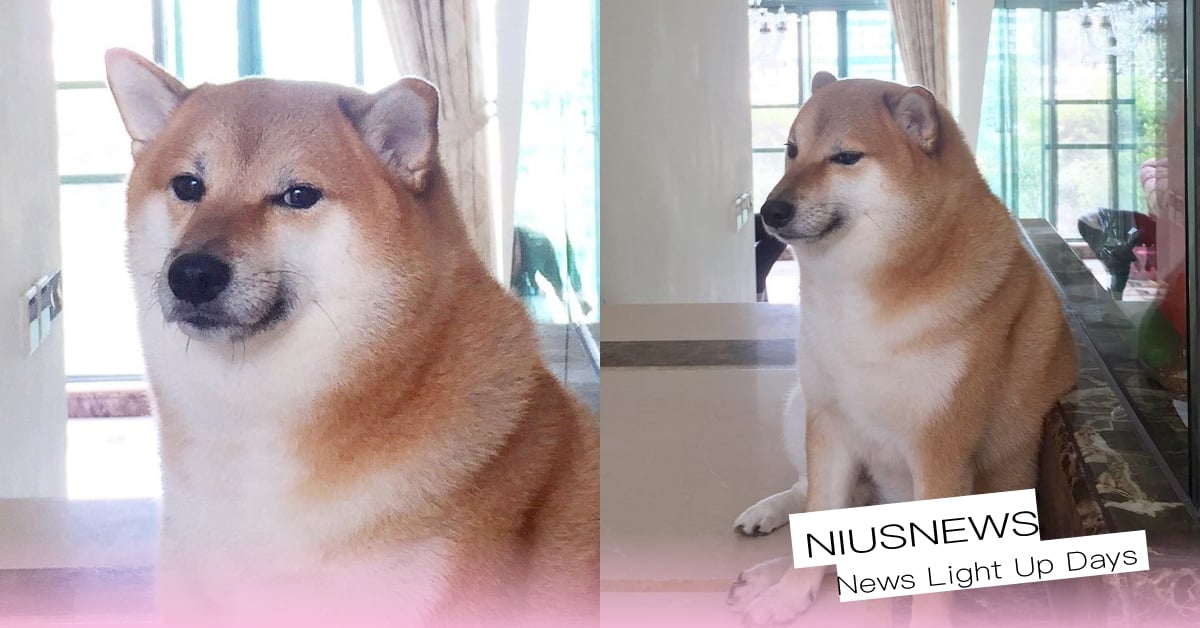 迷因小廢柴手術中離世！飼主發文「Balltze睡著了」：我相信他將在天空自由奔跑 迷因柴犬、肌肉柴與小廢柴、寵物新聞、快訊、狗、寵物、可愛動物、萌寵