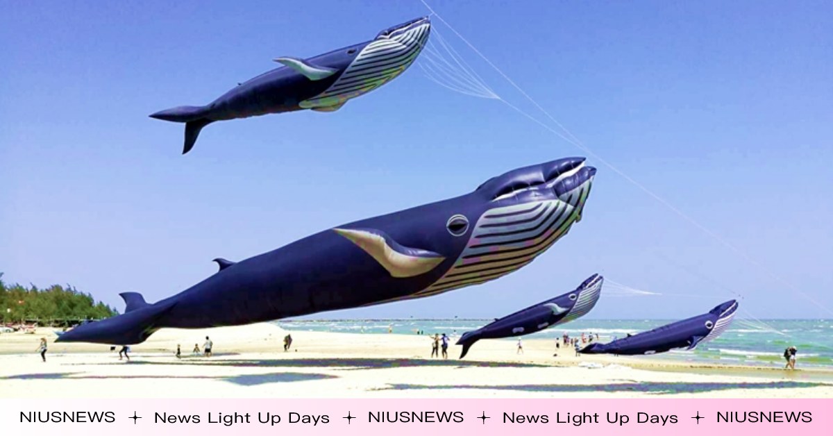 全球最巨大「30公尺鯨魚風箏」游進新竹！國際風箏節百風箏齊飛，9月9登場 新竹、國際風箏節、風箏節、新竹活動、鯨魚風箏