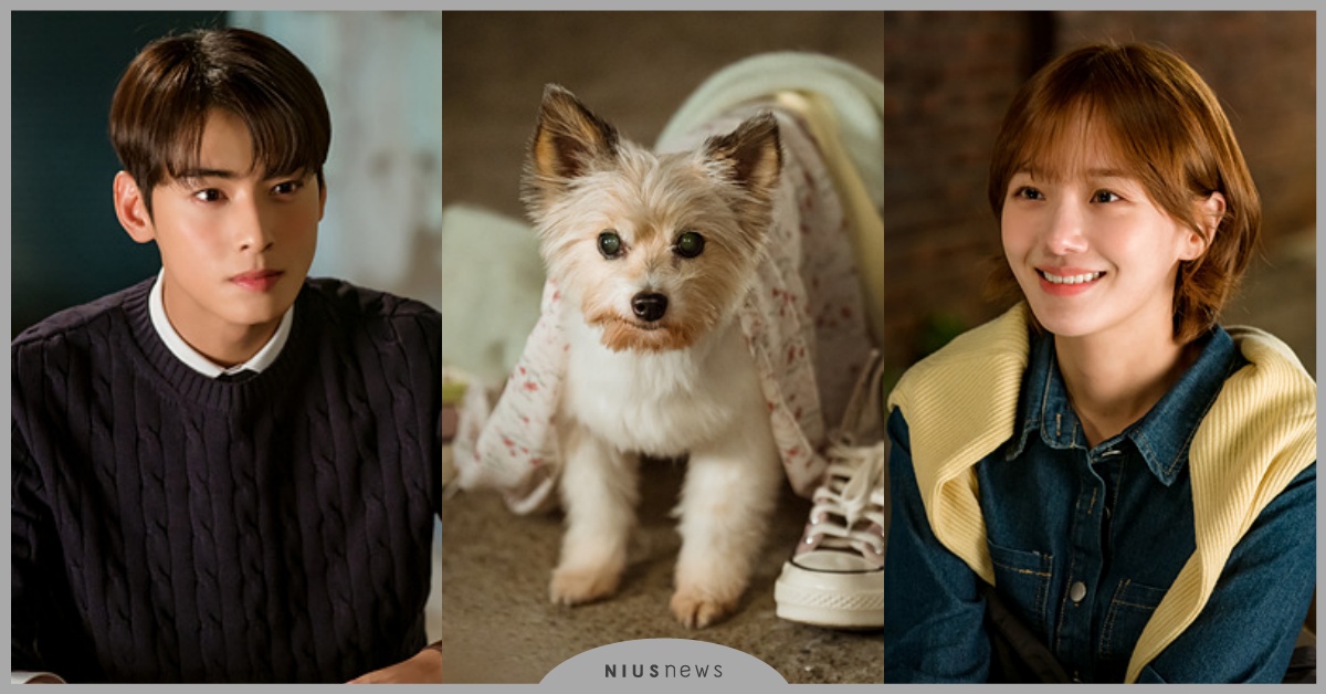 韓劇《犬系戀人》10大劇情演員！車銀優首集就開親，人物關係圖詳解 犬系戀人韓劇線上看、犬系戀人漫畫、車銀優、朴圭瑛、李玹雨、friDay影音、犬系戀人播出時間、犬系戀人車銀優