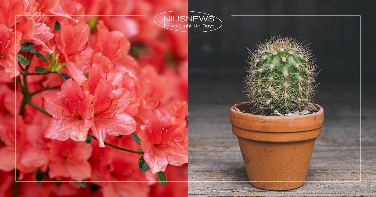 7款居家風水中「不吉利的花卉植物」！扶桑花諧音服喪、仙人掌容易招來口舌之災 風水、居家風水、不吉利的花卉植物、植物風水、奇門遁甲風水佈局、指路明燈安迪哥