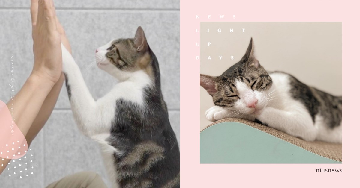 養貓攻略神器「貓生CATRAWS」！1對1諮詢秒懂「貓行為」，無痛晉升大師級貓奴 貓生CATRAWS、貓行為諮詢、養貓知識、養貓技巧、養貓諮詢、貓咪知識、凍乾