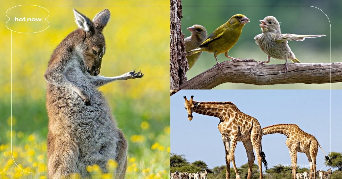 2023搞笑野生動物攝影獎入圍41張超醋咪照片！週一厭世貓頭鷹、鳥兒：你出去 搞笑野生動物攝影獎、Comedy Wildlife Photo Awards、Wildlife Photography、Paul Joynson-Hicks、寵物趣聞、萌寵、迷因、梗圖、有趣、野生動物