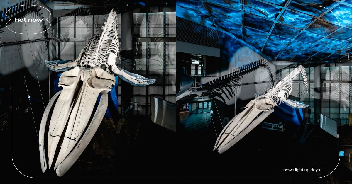 全臺首座藍鯨骨骼標本「巨鯨之路」亮相！20公尺長藍鯨屏東海生館重現 巨鯨之路、藍鯨、國立海洋生物博物館、屏東海生館、藍鯨標本