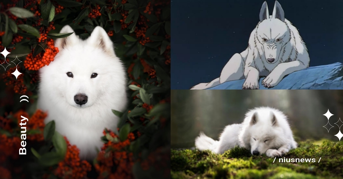 世間絕美「電影感寵物寫真」！荷蘭攝影師將「萌犬薩摩耶」變身《魔法公主》超帥山犬神 nanuqdogphotography、Fleur Scholte、Nanuq、寵物圈圈、寵物攝影、寵物肖像、寵物寫真、寵物沙龍、寵物攝影工作室、毛小孩
