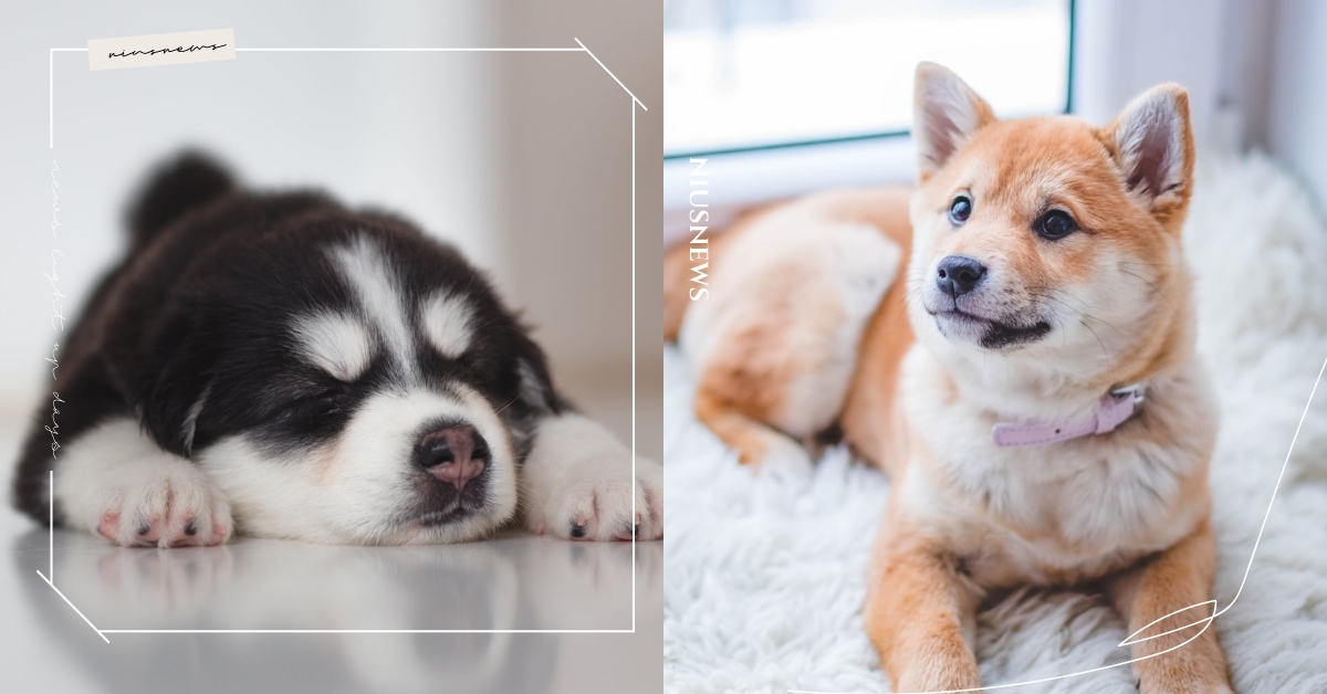 PM2.5對狗狗影響更嚴重？4重點改善空污影響，讓毛小孩呼吸不再像是「吸毒」！ 可愛動物、寵物知識、寵物行為、毛小孩、鏟屎官、動物、寵物、狗狗、汪星人、汪大人、空汙、PM2.5、聽力、影響、健康