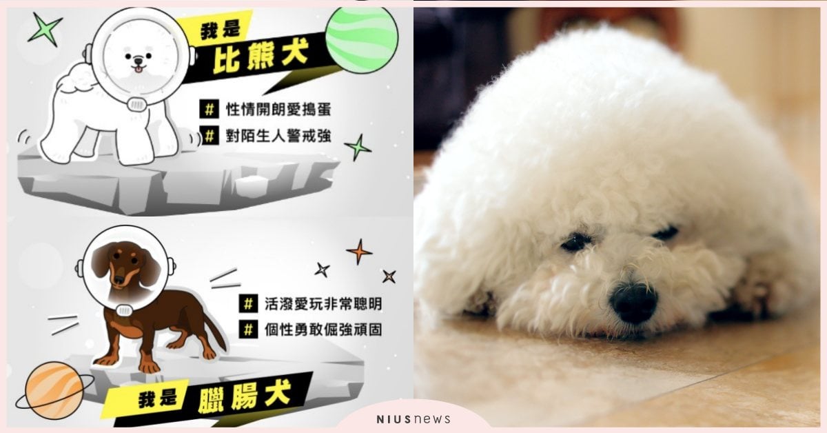 狗派必玩「你是哪種狗星人」心理測驗！12題測你靈魂住著哪種狗狗+適合的打工類型 心理測驗、台灣心理測驗、104心理測驗、你是哪種狗星人、打工